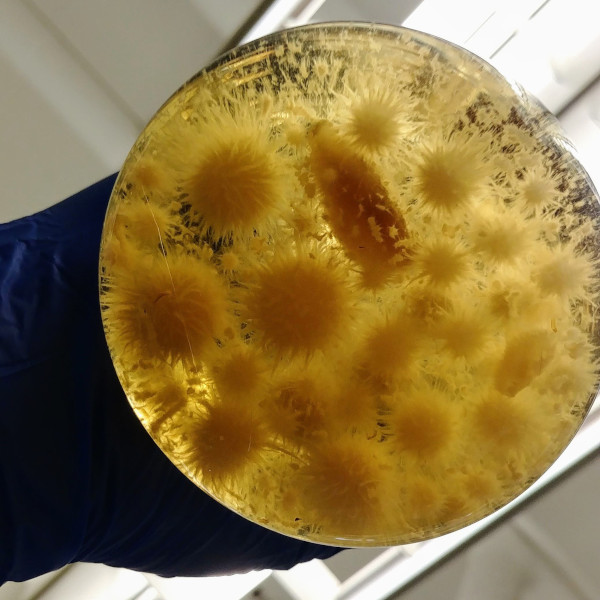 Liquid culture of Coprinopsis strossmayeri in erlenmeyer flask