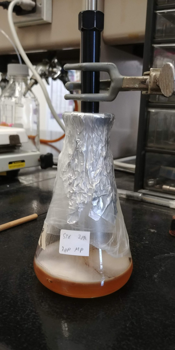 Screening of fungal culture for biosynthesis of volatile compounds by GC-MS